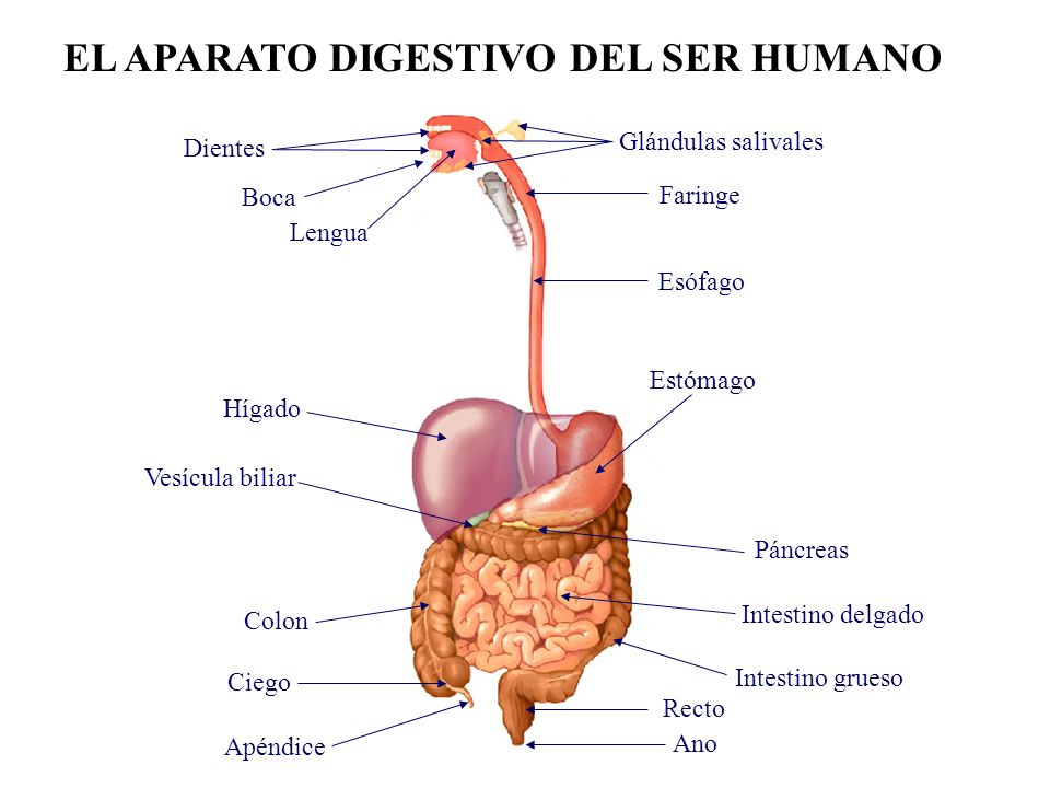 funcion del ano en el sistema digestivo humano